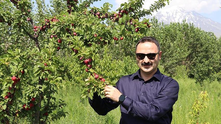 'Burada yetişmez' diyorlardı! 2015'te işi gücü bıraktı, taşlı arazide kendi serasını kurdu: 'Ağaçlar meyveden yıkılıyor!'