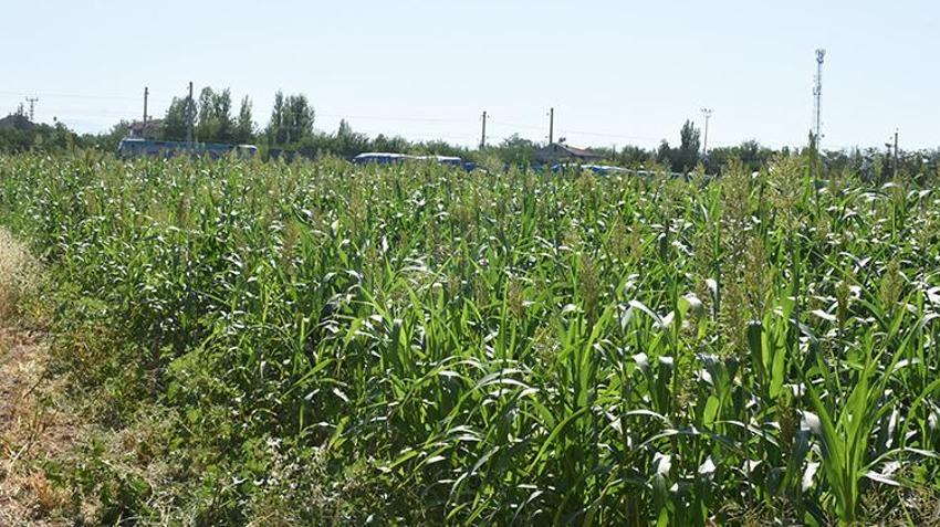 Malatya'da mısırın tahtını sallayacak mucize bitki: Domuz bile yanına yaklaşamıyor! 'Susuzluğa dayanıyor, yılda 4 kez biçiliyor'