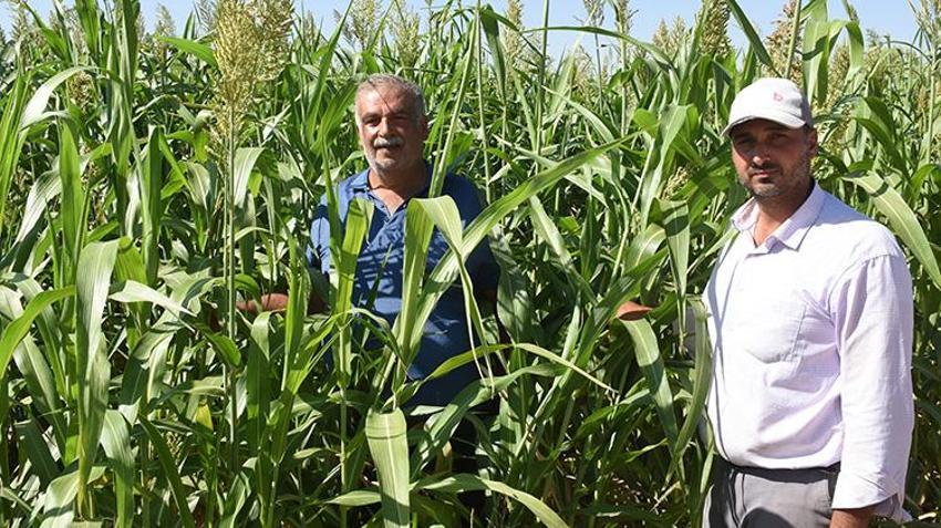 Malatya'da mısırın tahtını sallayacak mucize bitki: Domuz bile yanına yaklaşamıyor! 'Susuzluğa dayanıyor, yılda 4 kez biçiliyor'