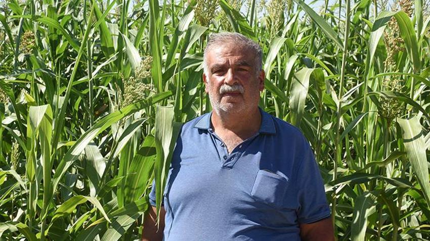 Malatya'da mısırın tahtını sallayacak mucize bitki: Domuz bile yanına yaklaşamıyor! 'Susuzluğa dayanıyor, yılda 4 kez biçiliyor'