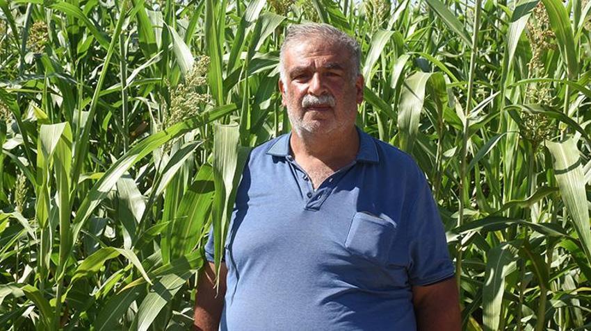 Malatya'da mısırın tahtını sallayacak mucize bitki: Domuz bile yanına yaklaşamıyor! 'Susuzluğa dayanıyor, yılda 4 kez biçiliyor'