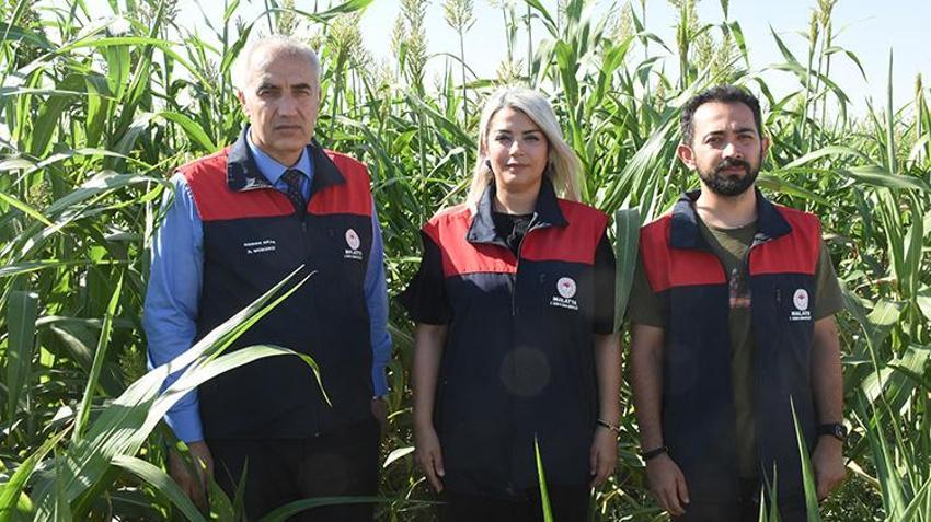 Malatya'da mısırın tahtını sallayacak mucize bitki: Domuz bile yanına yaklaşamıyor! 'Susuzluğa dayanıyor, yılda 4 kez biçiliyor'