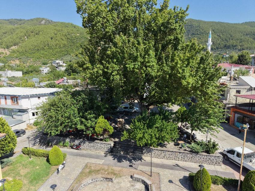 260 yıllık mahallenin simgesi yaz sıcağında doğal klima oluyor