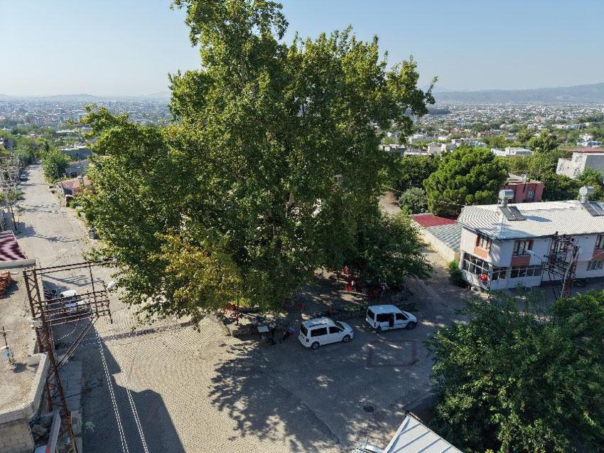 260 yıllık mahallenin simgesi yaz sıcağında doğal klima oluyor