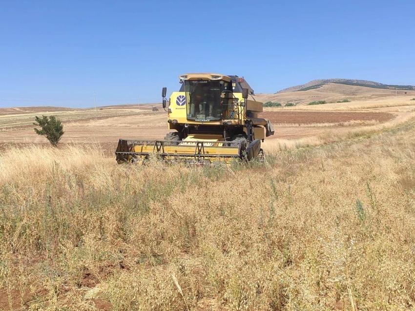 Yerli nohutta verim rekoru! Bu yöntemle dekarda yüzde 10 daha fazla ürün alındı