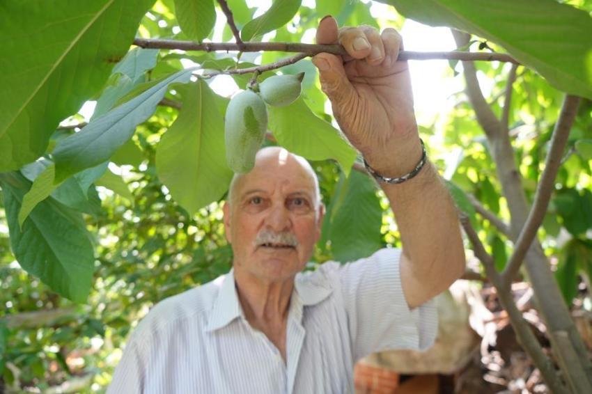 50 ülkeden getirdiği tohumlarla Karadeniz’de dünya meyveleri yetiştirdi