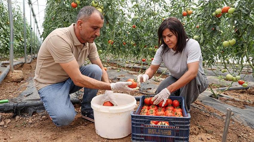 Antalya'dan memleketi Konya'ya döndü, 2 dönüm arazide üretime başladı! Kısa sürede kendi işinin patronu oldu!