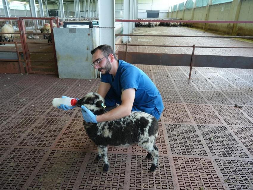 Normalde mümkün değildi, Kastamonu'da imkânsız gerçek oldu: Etçi Alman karabaş koyunları üçüz ve dördüz doğurdu!