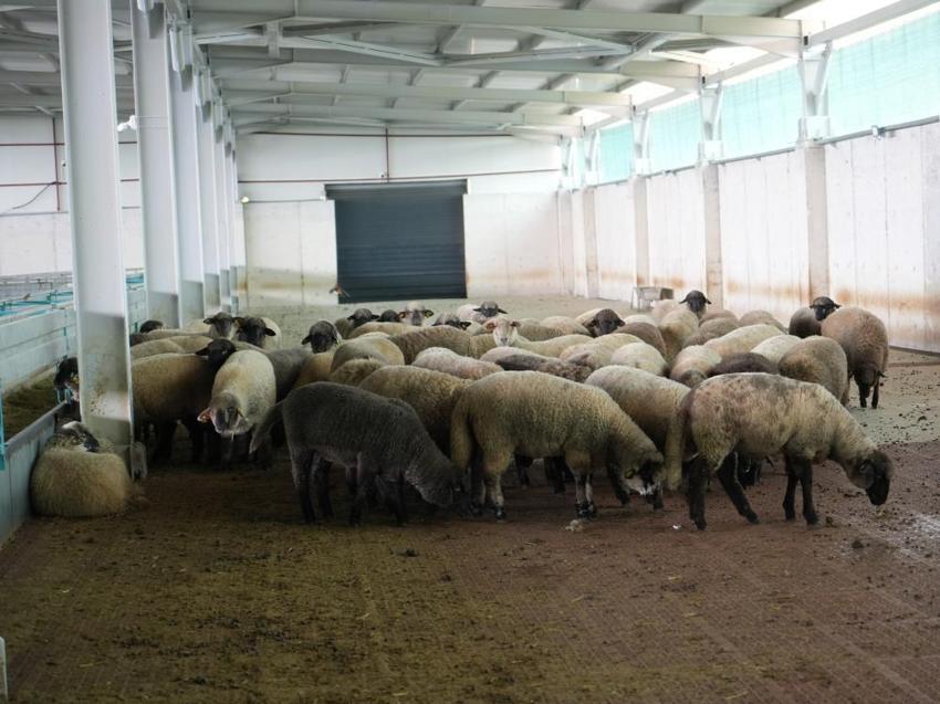 Normalde mümkün değildi, Kastamonu'da imkânsız gerçek oldu: Etçi Alman karabaş koyunları üçüz ve dördüz doğurdu!