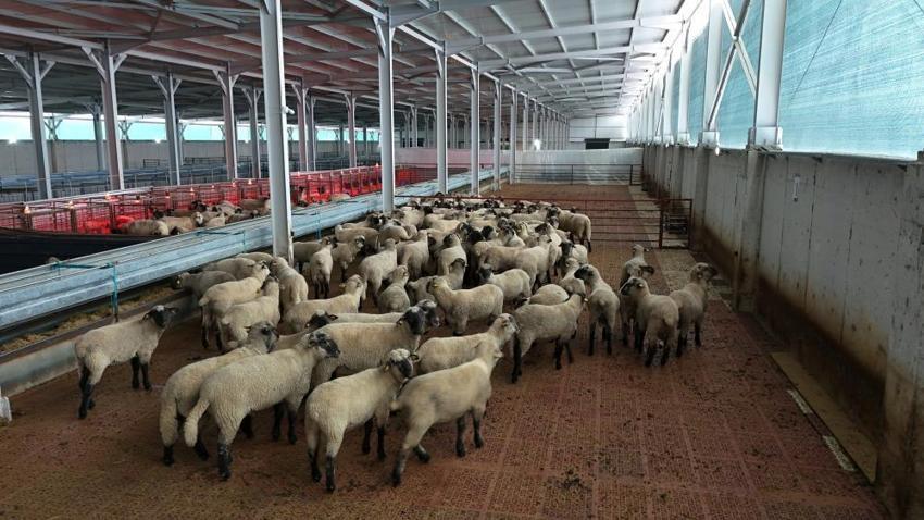 Normalde mümkün değildi, Kastamonu'da imkânsız gerçek oldu: Etçi Alman karabaş koyunları üçüz ve dördüz doğurdu!