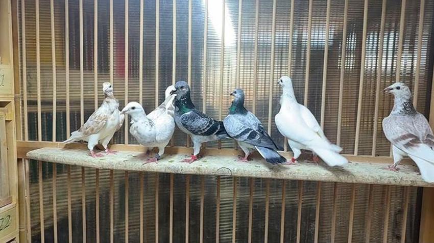 Otomobilini takas etmek isteyenler var! Tanesi 400 Bin TL'lik güvercinlere klimalı ve su arıtmalı özel yaşam alanı kurdu