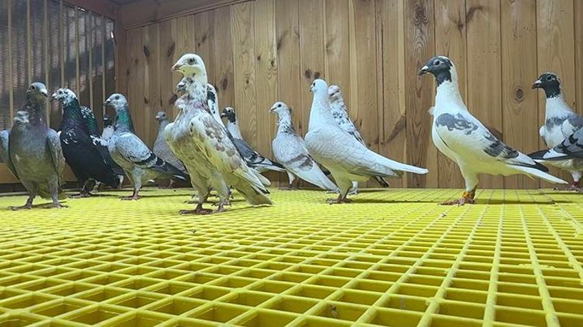 Otomobilini takas etmek isteyenler var! Tanesi 400 Bin TL'lik güvercinlere klimalı ve su arıtmalı özel yaşam alanı kurdu