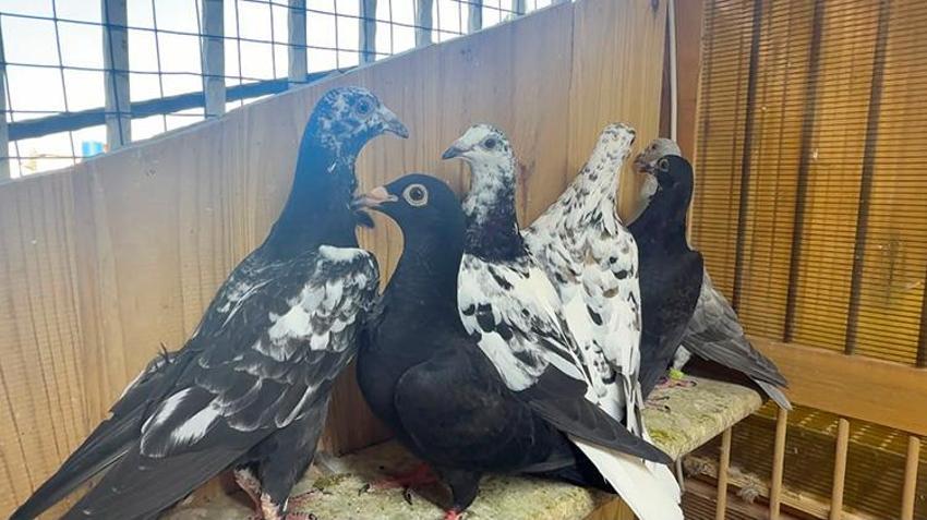 Otomobilini takas etmek isteyenler var! Tanesi 400 Bin TL'lik güvercinlere klimalı ve su arıtmalı özel yaşam alanı kurdu