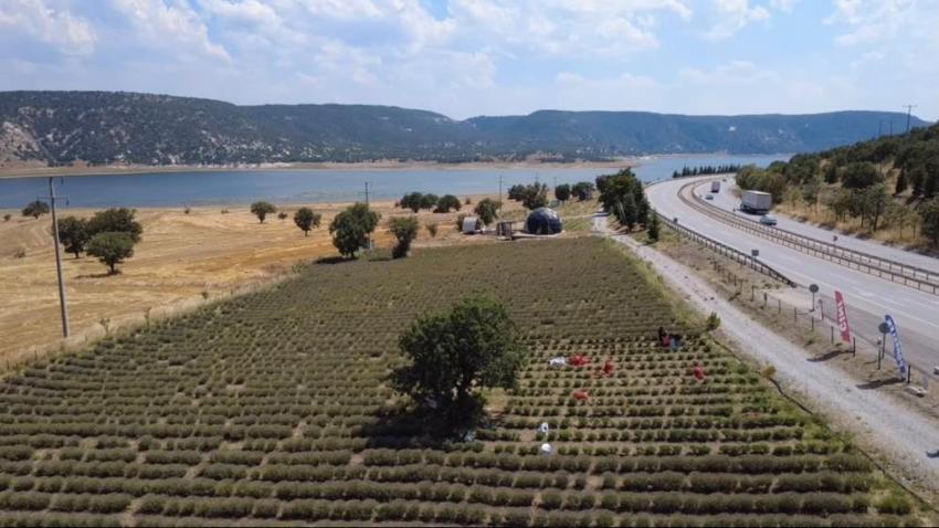 5 yıl önce dikildi, şimdi yüzleri güldürüyor! Kütahya'da kadınların yeni gelir kapısı oldu