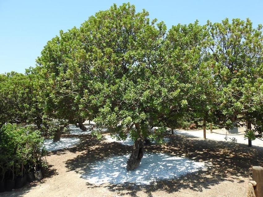 Dünyada sadece iki yerde yetişiyor! Bir damlası bile çok değerli: Çeşme'de hasat başladı