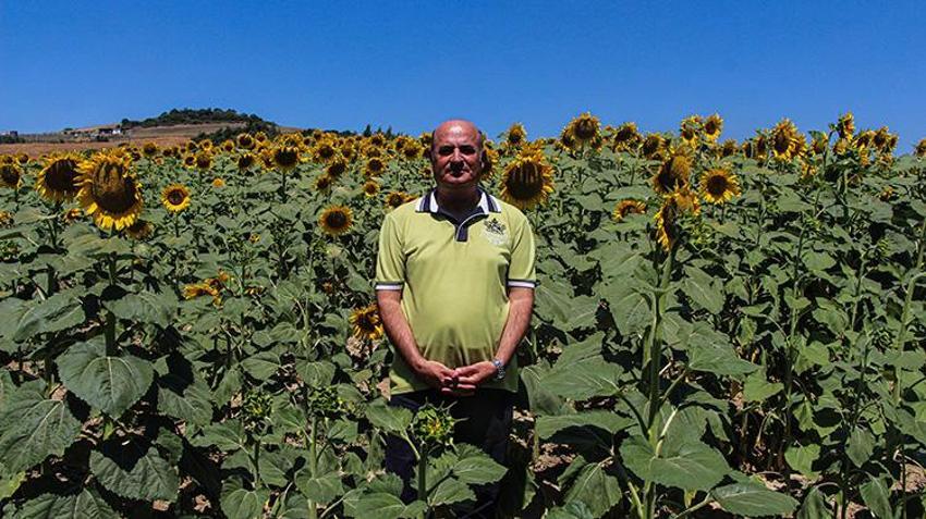 Çukurova'da 'sarı gelin' rekora koşuyor! Çiftçinin yeni gözdesi oldu: Üretimi yüzde 23 artış gösterdi: 'Dışa bağımlılığı bitiriyor'
