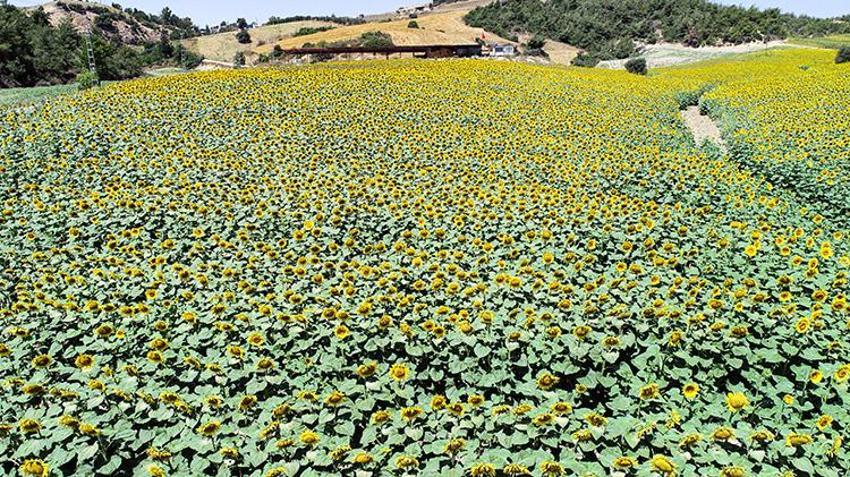 Çukurova'da 'sarı gelin' rekora koşuyor! Çiftçinin yeni gözdesi oldu: Üretimi yüzde 23 artış gösterdi: 'Dışa bağımlılığı bitiriyor'
