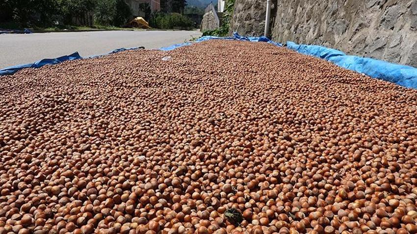 Karadeniz'de hasat başladı, hastaneler doldu! İlaçlar bile yetersiz kalıyor: 'Alerjisi ve astımı olanlar sakın yaklaşmasın'