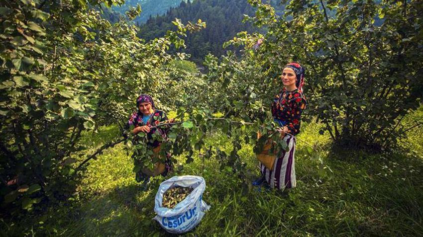 Karadeniz'de hasat başladı, hastaneler doldu! İlaçlar bile yetersiz kalıyor: 'Alerjisi ve astımı olanlar sakın yaklaşmasın'
