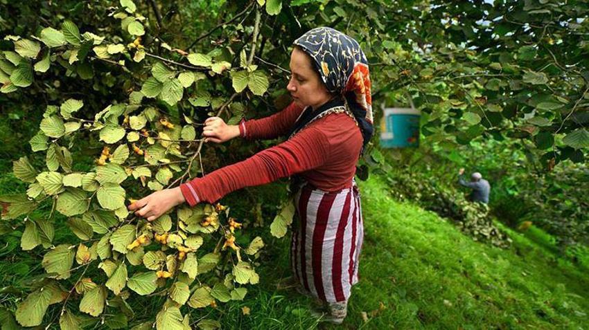 Karadeniz'de hasat başladı, hastaneler doldu! İlaçlar bile yetersiz kalıyor: 'Alerjisi ve astımı olanlar sakın yaklaşmasın'