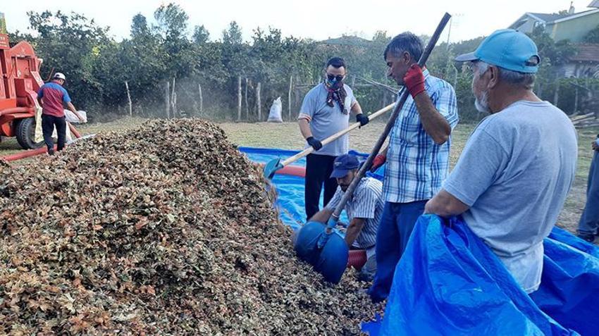 Karadeniz'de hasat başladı, hastaneler doldu! İlaçlar bile yetersiz kalıyor: 'Alerjisi ve astımı olanlar sakın yaklaşmasın'