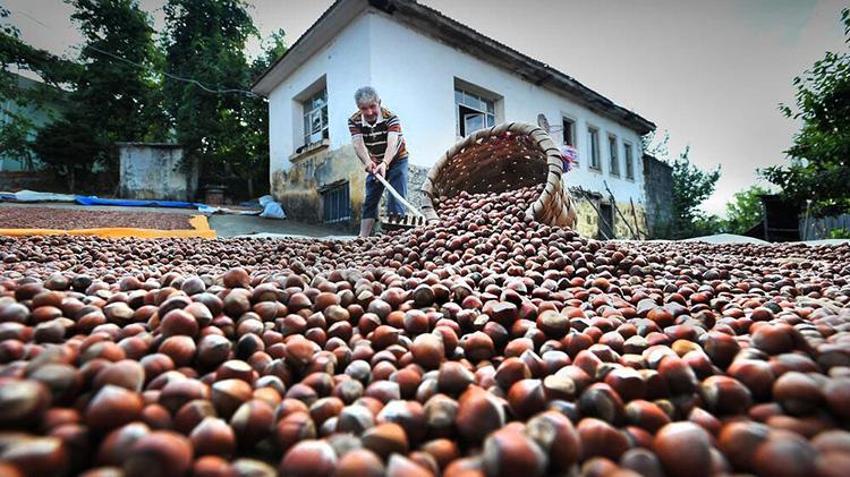 Karadeniz'de hasat başladı, hastaneler doldu! İlaçlar bile yetersiz kalıyor: 'Alerjisi ve astımı olanlar sakın yaklaşmasın'