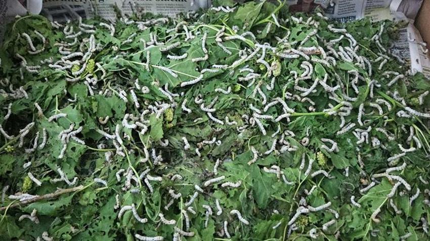 17 yıl önce başladı, şimdi dünyaya satıyor! Servet değerindeki ürünlere talep yağıyor
