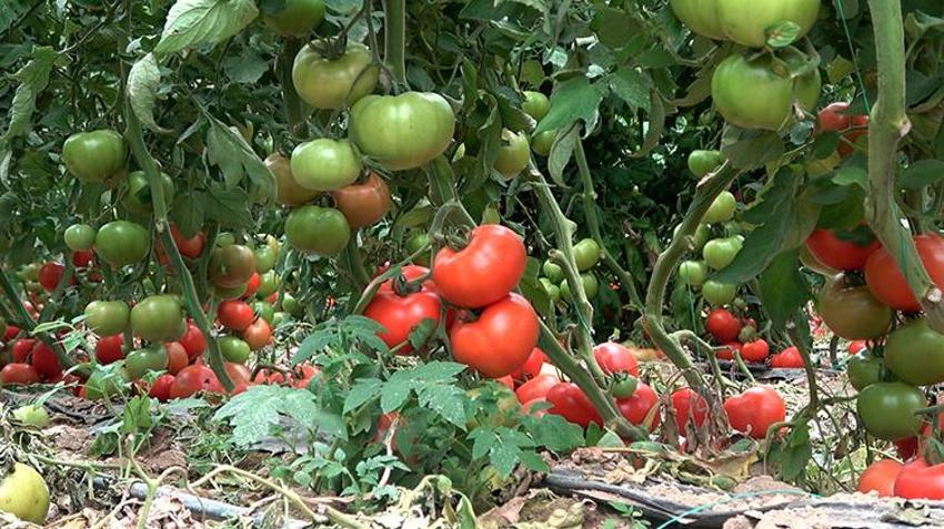 19 yıl önce deneme amaçlı dikilmişti, Şimdi dünyaya ihraç ediliyor! Dekar başına 15 ton verim veriyor, Avrupa ve Orta Doğu bu ürünün peşinde