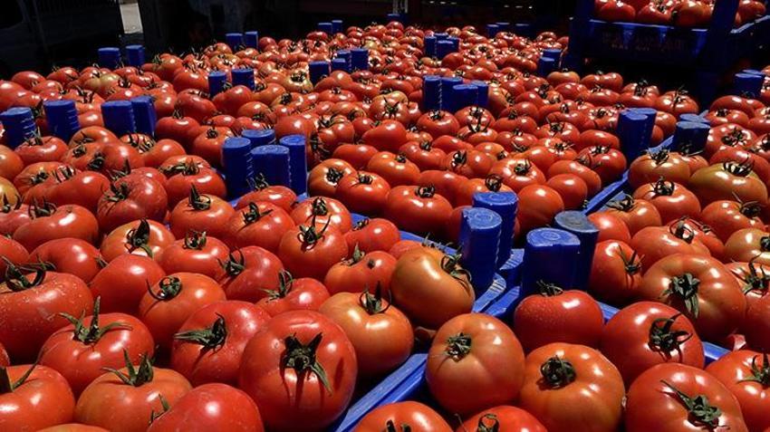 19 yıl önce deneme amaçlı dikilmişti, Şimdi dünyaya ihraç ediliyor! Dekar başına 15 ton verim veriyor, Avrupa ve Orta Doğu bu ürünün peşinde