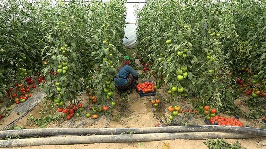 19 yıl önce deneme amaçlı dikilmişti, Şimdi dünyaya ihraç ediliyor! Dekar başına 15 ton verim veriyor, Avrupa ve Orta Doğu bu ürünün peşinde