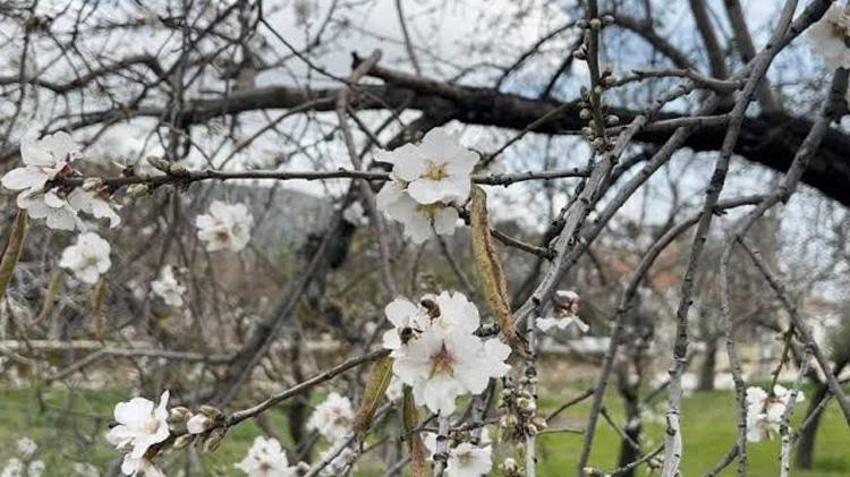 Kilosu altın değerinde! Dalından tek tek toplanıyor! Coğrafi işaretli lezzette hasat başladı