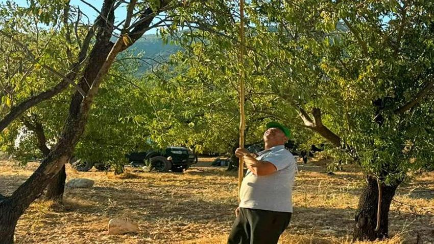 Kilosu altın değerinde! Dalından tek tek toplanıyor! Coğrafi işaretli lezzette hasat başladı