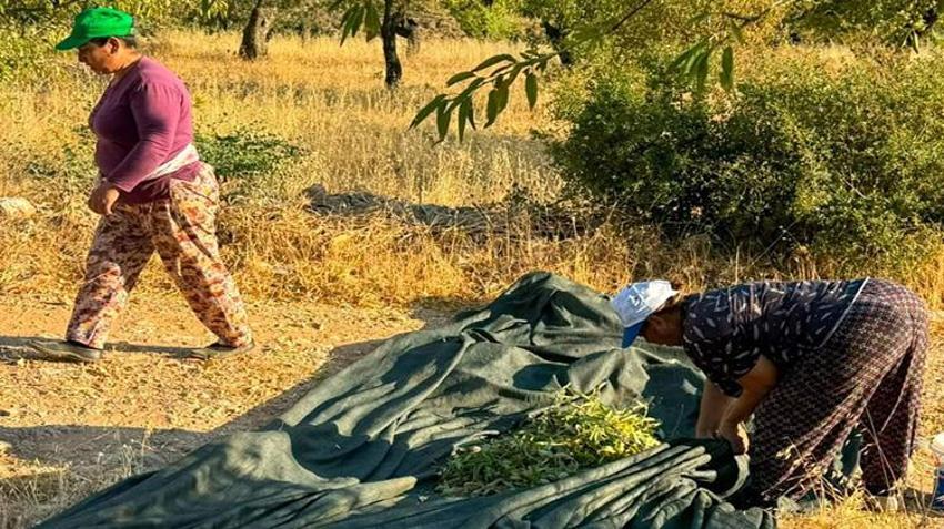 Kilosu altın değerinde! Dalından tek tek toplanıyor! Coğrafi işaretli lezzette hasat başladı