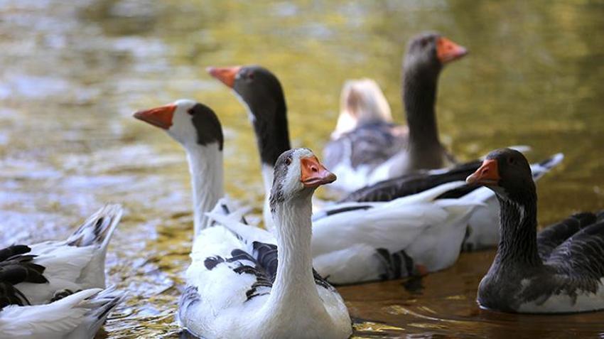 Kuraklık bitti, sular yükseldi Salihli'deki Adala Kanyonu yeniden canlandı! Doğa ve fotoğraf tutkunları akın ediyor