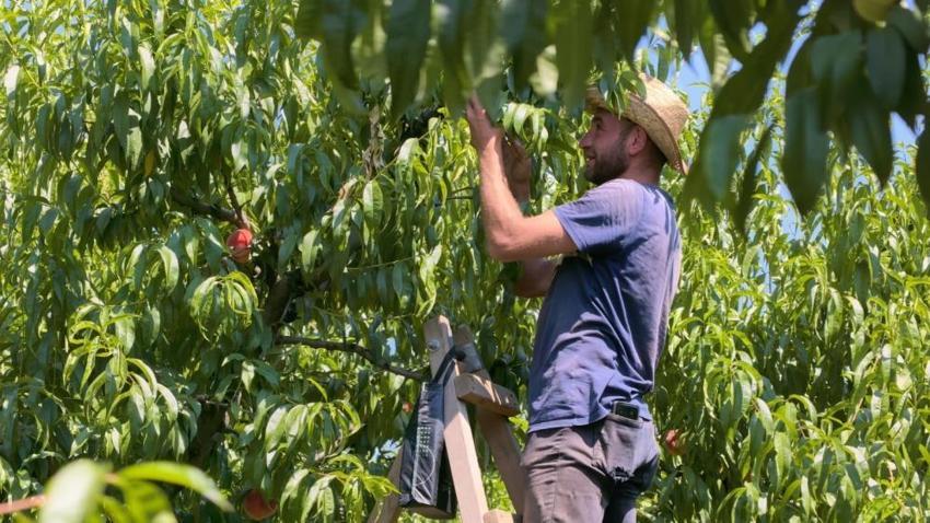 Bursa'da rekolte tavan yaptı: Sezon açıldı, üreticiden çıkış fiyatı ve maliyetleri belli oldu