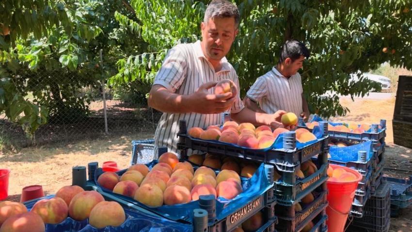 Bursa'da rekolte tavan yaptı: Sezon açıldı, üreticiden çıkış fiyatı ve maliyetleri belli oldu