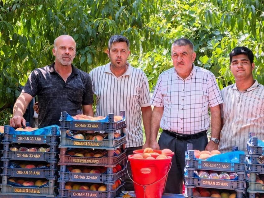 Bursa'da rekolte tavan yaptı: Sezon açıldı, üreticiden çıkış fiyatı ve maliyetleri belli oldu