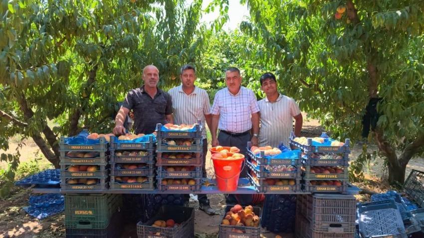 Bursa'da rekolte tavan yaptı: Sezon açıldı, üreticiden çıkış fiyatı ve maliyetleri belli oldu