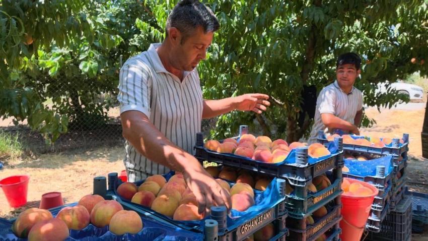 Bursa'da rekolte tavan yaptı: Sezon açıldı, üreticiden çıkış fiyatı ve maliyetleri belli oldu