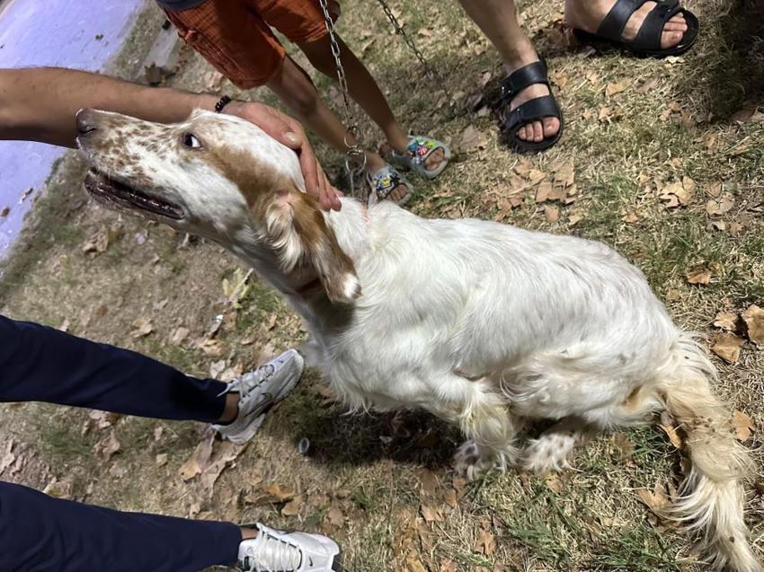 Manisa'da avcılar harekete geçti: Çipli köpekler koruma altına alınıyor!