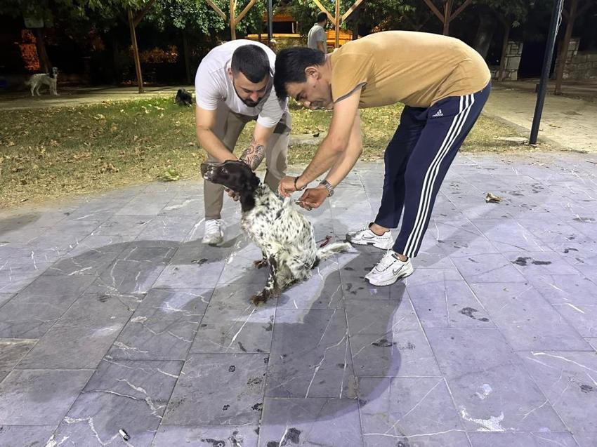 Manisa'da avcılar harekete geçti: Çipli köpekler koruma altına alınıyor!