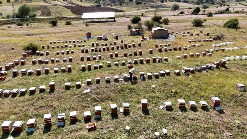 Kendine has aroması var, gezgin arıcıların kıymetlisi oldu: 250 kovan arısıyla 3 ton tamamen doğal Oltu balı üretecek!