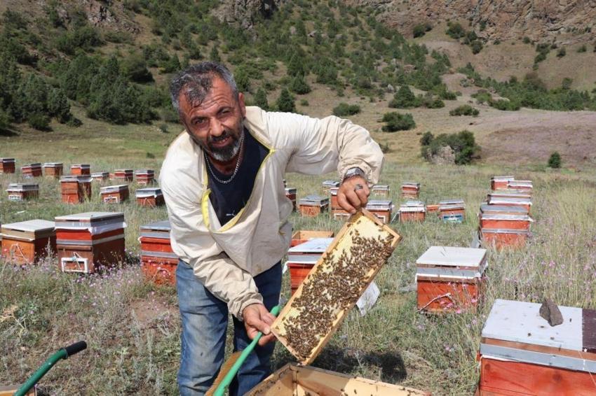 Kendine has aroması var, gezgin arıcıların kıymetlisi oldu: 250 kovan arısıyla 3 ton tamamen doğal Oltu balı üretecek!