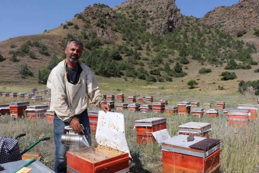 Kendine has aroması var, gezgin arıcıların kıymetlisi oldu: 250 kovan arısıyla 3 ton tamamen doğal Oltu balı üretecek!