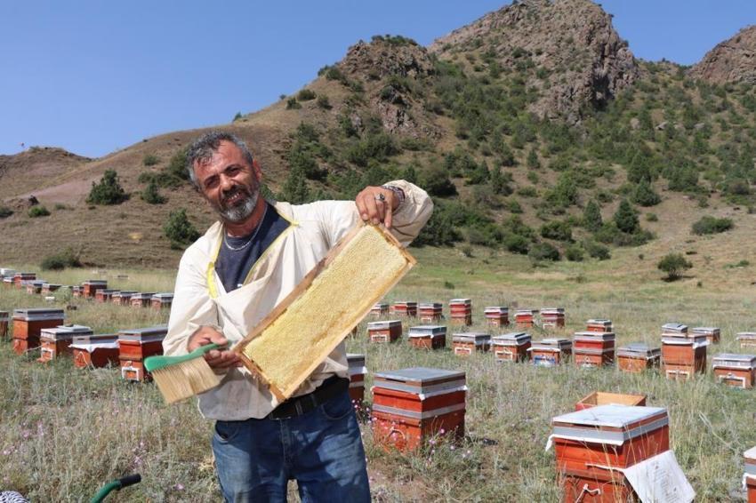 Kendine has aroması var, gezgin arıcıların kıymetlisi oldu: 250 kovan arısıyla 3 ton tamamen doğal Oltu balı üretecek!