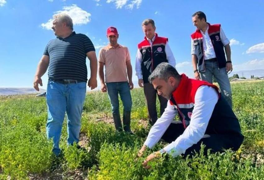 Erzurum'da atıl araziler üretime kazandırılıyor! Bakliyat üretiminde yeni dönem başladı