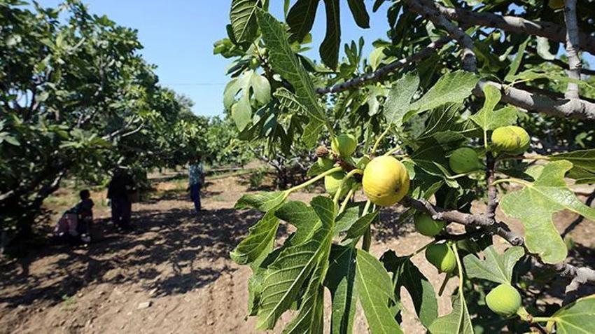 Dünya bu ürün için sıraya giriyor! Aydın'da hasat başladı, hedef rekor ihracat