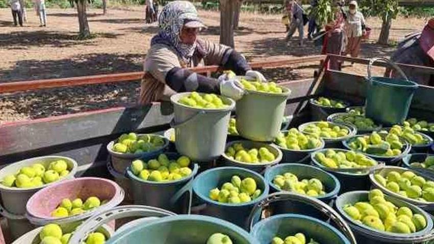 Dünya bu ürün için sıraya giriyor! Aydın'da hasat başladı, hedef rekor ihracat