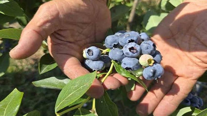 5 yıl önce Düzce'ye taşındı! Devlet desteğiyle kurduğu bahçe kazanç kapısı oldu