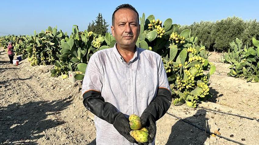 Kayalıklarda kendiliğinden yetişiyor! Kilogramı 30 liradan tarlada satışta: Sabah en geç 07.30'da toplanması gerekiyor